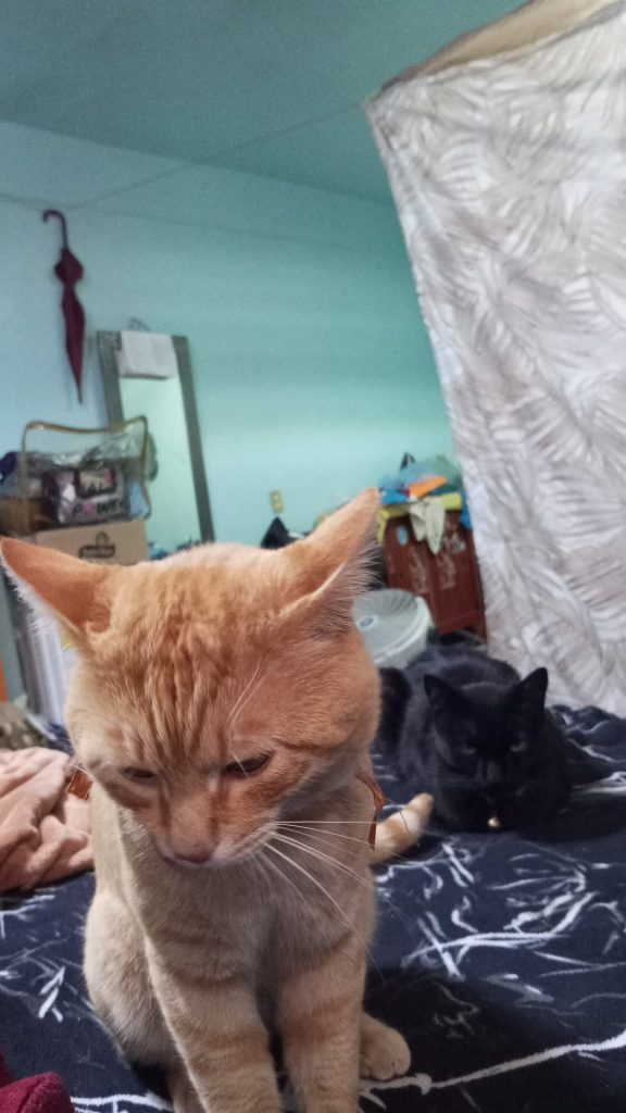 Imagen #1 de Angel Cruz