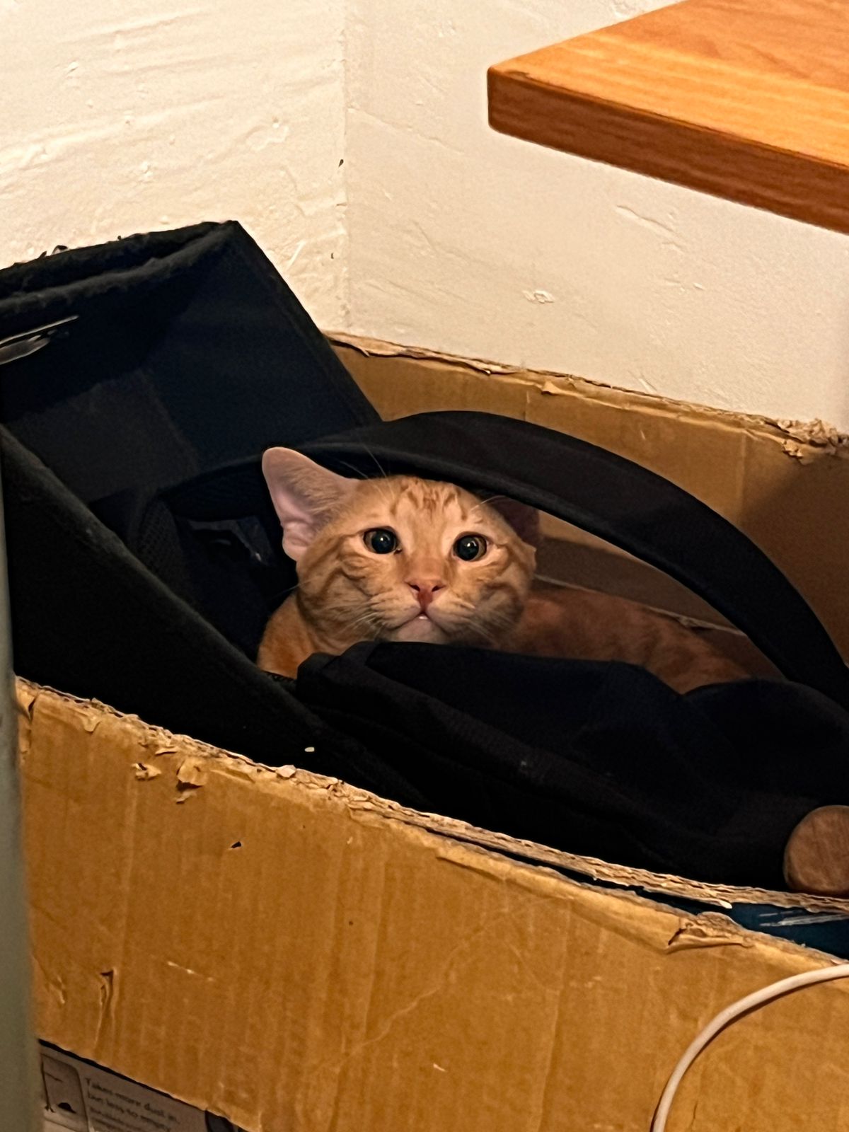 Imagen #1 de Mayra Pérez Santos