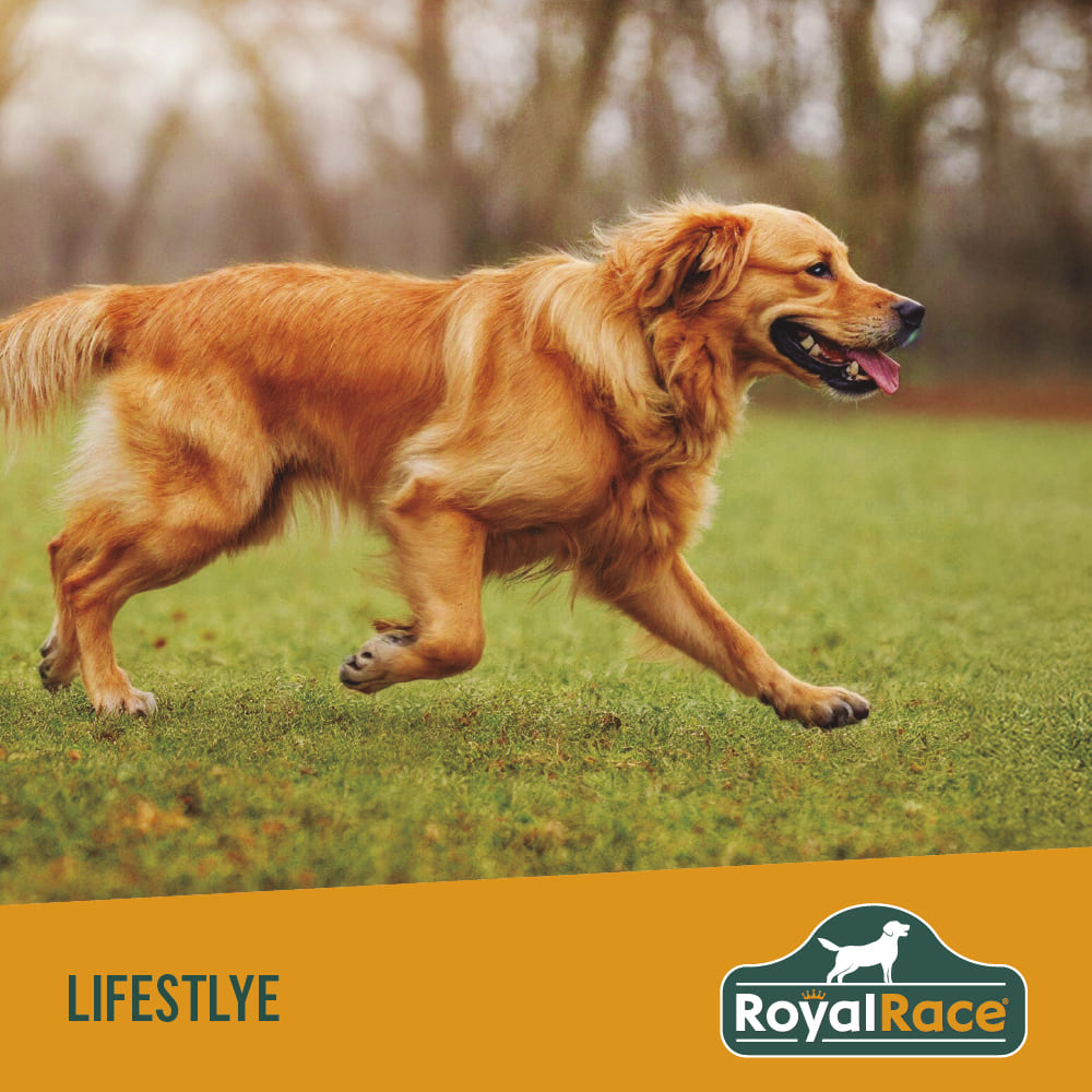 Perro Adulto Razas Medianas y Grandes 4kg Royal Race - Image 7