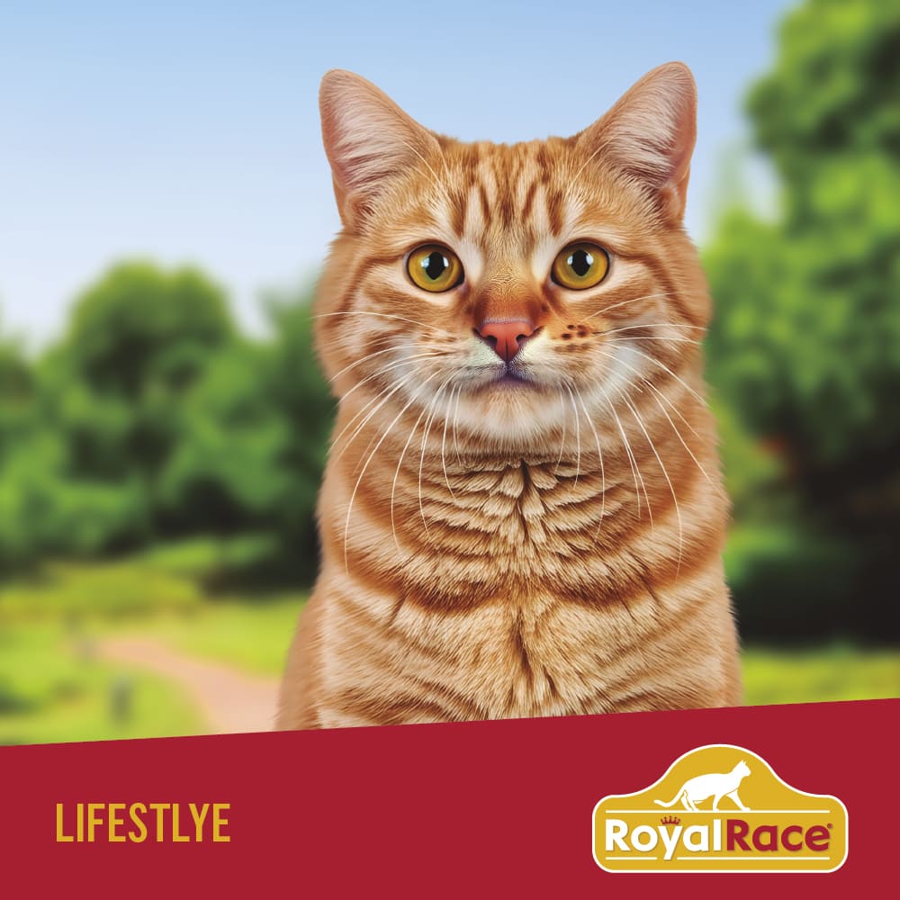 Gato Adulto - Res 1.5kg Royal Race - Image 9