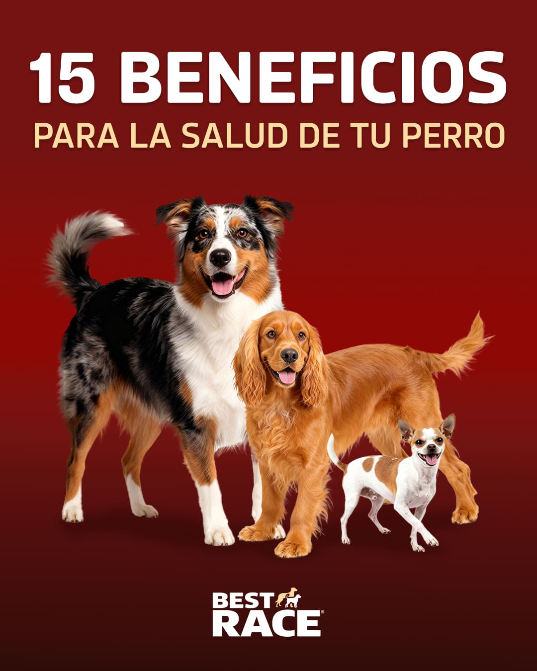 4 Post Carrusel Best Race1