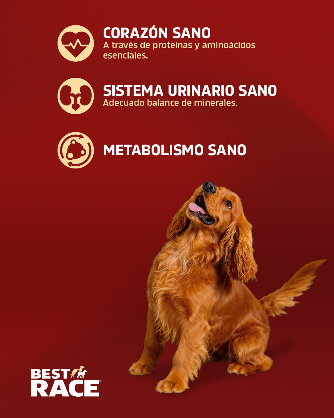 4 Post Carrusel Best Race6